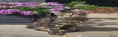 Maine Coon 2