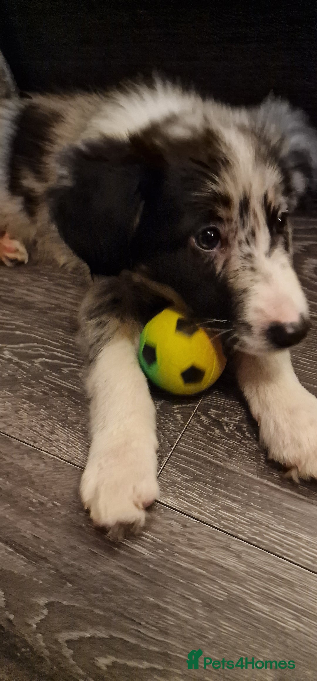 Border Collie dogs for stud: TRI BLUE MERLE BORDER COLLIE PROVEN STUD  - Image 19