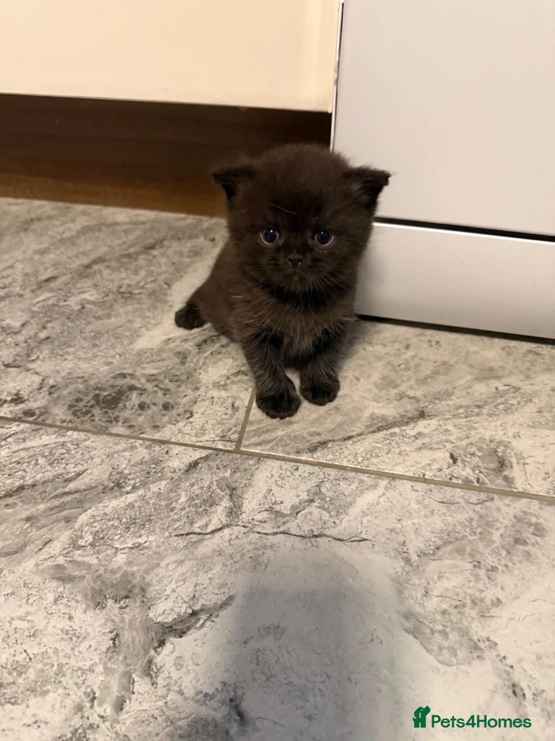 British Shorthair cats for sale:  British shorthair kittens - Advert 7