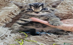Mixed Breed cats for sale: 7 cute kittens - Image 8