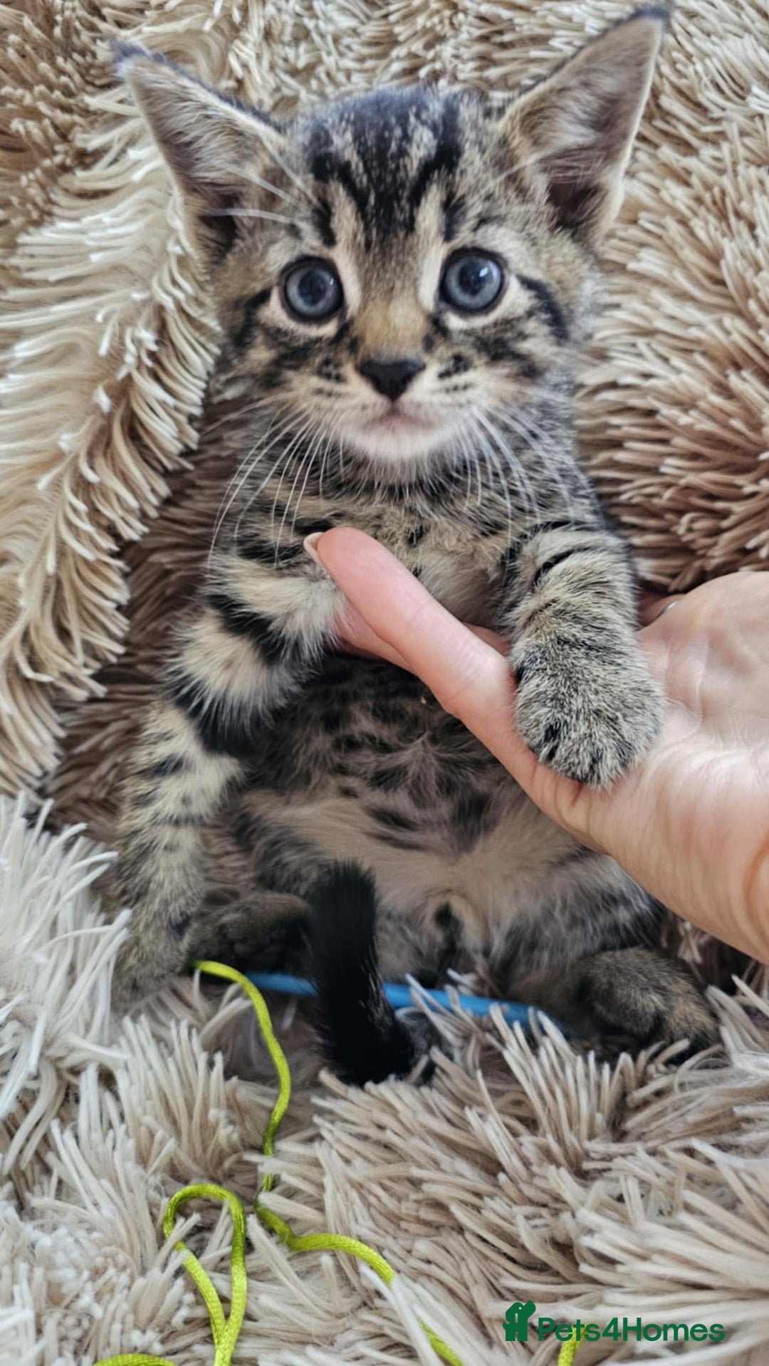 Mixed Breed cats for sale: 7 cute kittens - Image 8