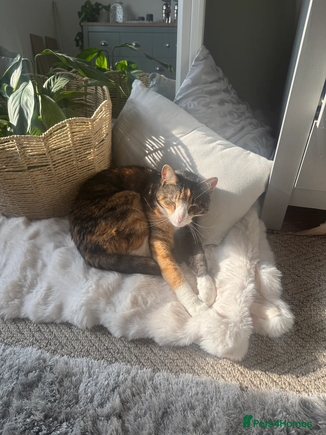 Mixed Breed cats for sale: Beautiful female  - Advert 8