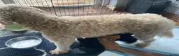 Cockapoo dogs for sale: Cockapoos - Advert 8