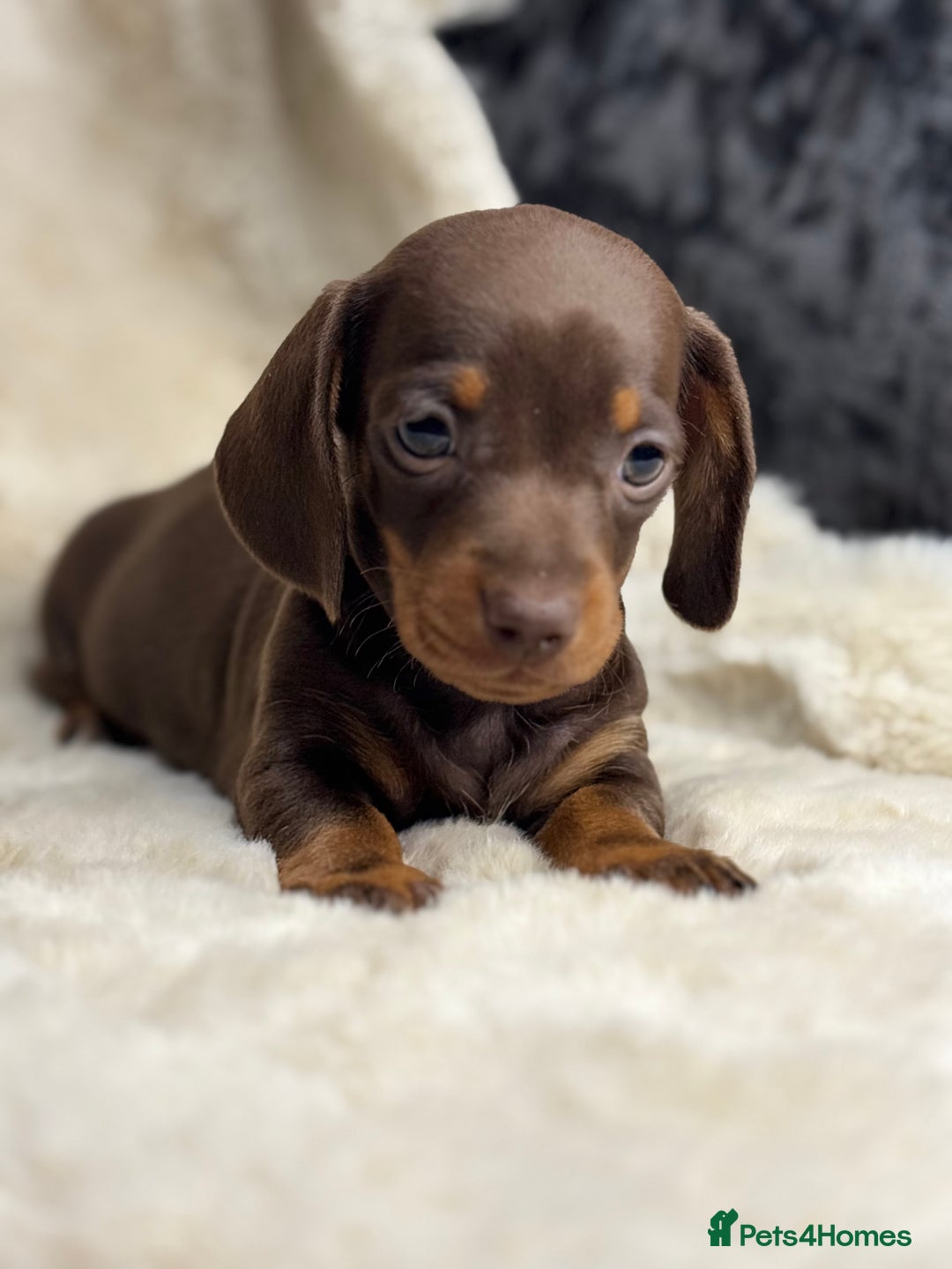 Miniature Dachshund dogs for sale: Quality health tested mini smooth dachshund pups  - Advert 12
