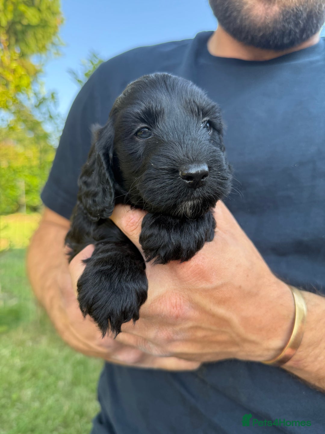 Cockapoo dogs for sale: F1 Cockapoo Puppy’s  - Image 8