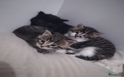 Norwegian Forest Cat cats for sale: Our gorgeous kittens for sale - Advert 1