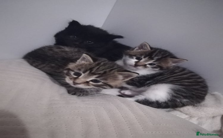 Norwegian Forest Cat cats Our gorgeous kittens for sale - Advert 15