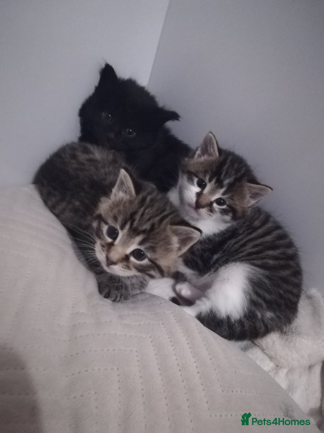 Norwegian Forest Cat cats for sale: Our gorgeous kittens for sale - Advert 1