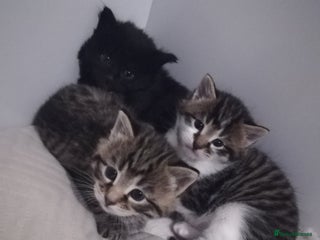 Norwegian Forest Cat cats Our gorgeous kittens for sale - Advert 3