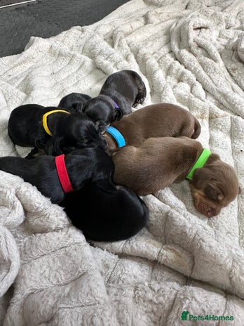 Dachshund dogs - Advert 15