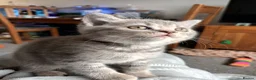 British Shorthair cats for sale: Rose Gold British Shorthair  - Advert 16