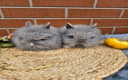 Lionhead rabbits for sale: Double Maned Lionhead babies 8 week old - Image 8