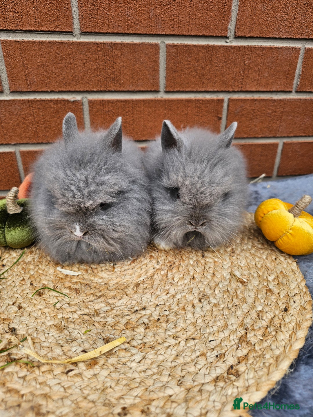 Lionhead rabbits for sale: Double Maned Lionhead babies 8 week old - Image 8