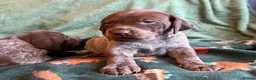 German Shorthaired Pointer dogs for sale: KC German Shorthaired Pointer Puppies - Advert 11