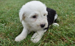 Old English Sheepdog dogs for sale: Stunning Old English Sheepdog Puppies KC Reg - Image 18
