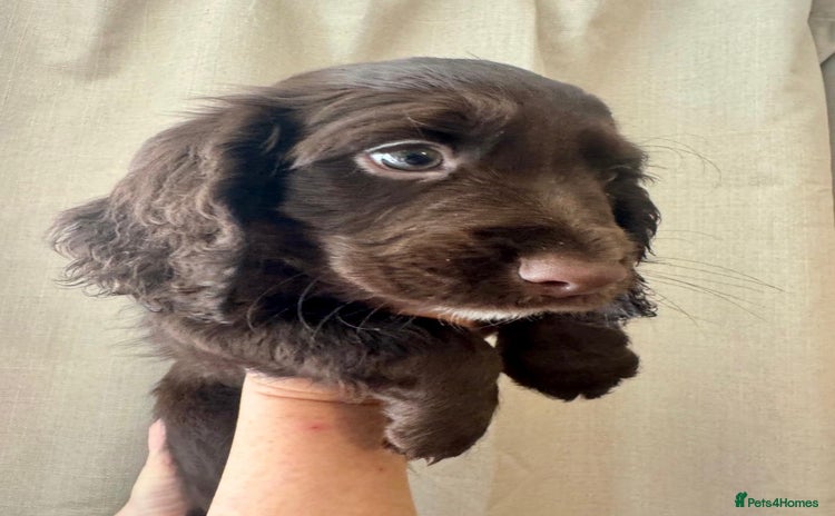 Sprocker dogs - Advert 2