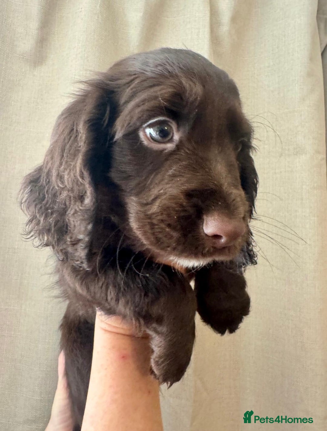 Sprocker dogs for sale: Stunning Sprocker Spaniel puppies  - Image 1