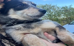 Mixed Breed dogs for adoption: 🌸 Meet Marnie 🌸 - Advert 5