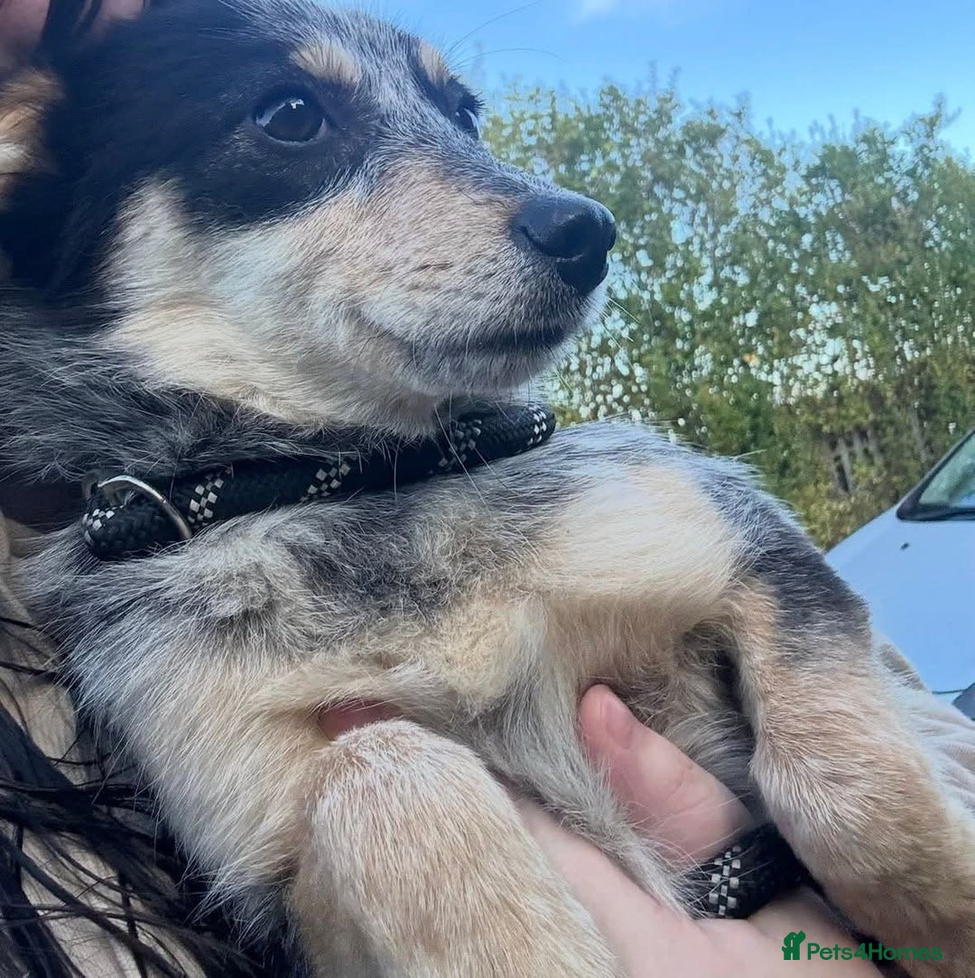 Mixed Breed dogs for adoption: 🌸 Meet Marnie 🌸 - Advert 5