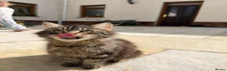 Mixed Breed cats for sale: Fluffy kittens looking for forever home - Advert 9