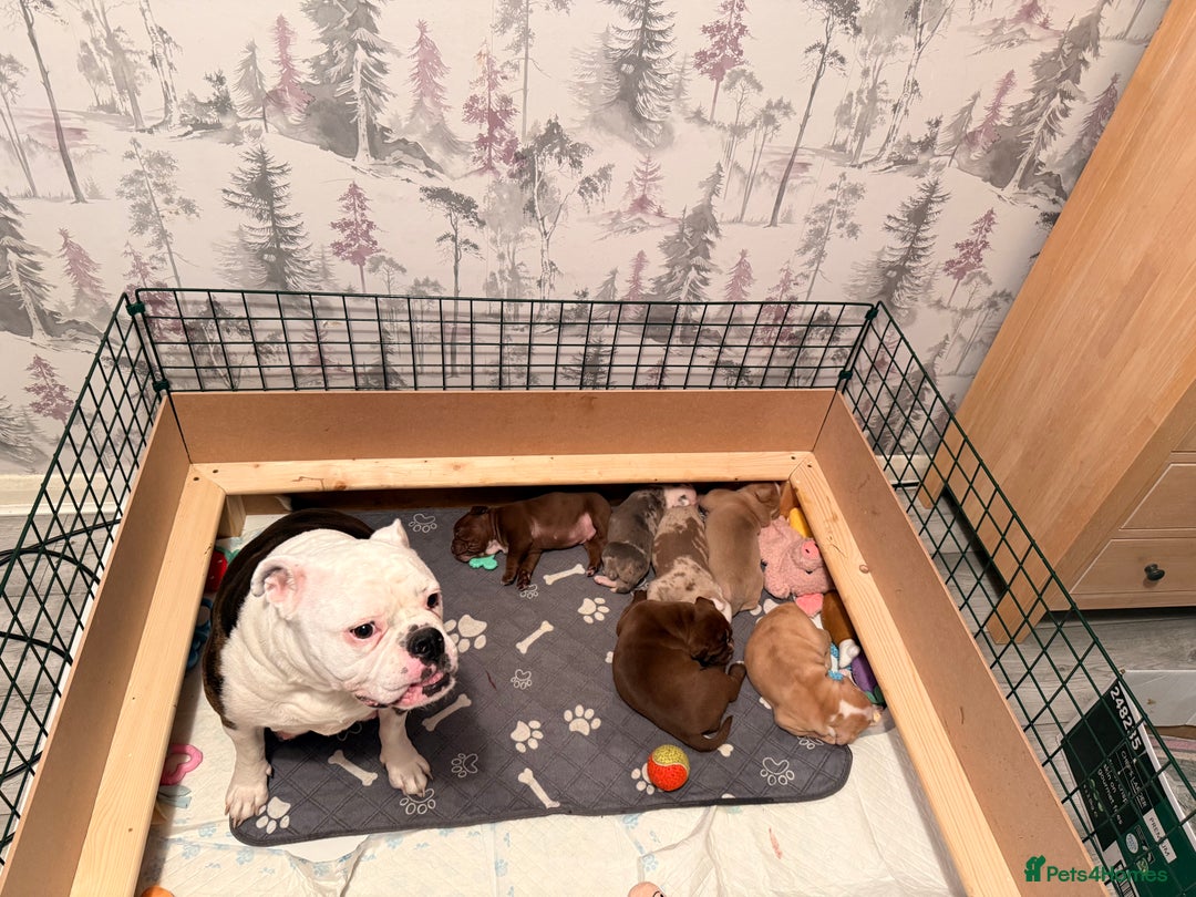 Old Tyme Bulldog dogs for sale: Old Tyme English Bulldog  - Advert 9