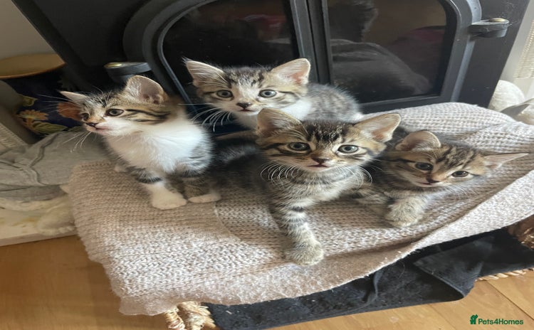 Mixed Breed cats - Advert 14