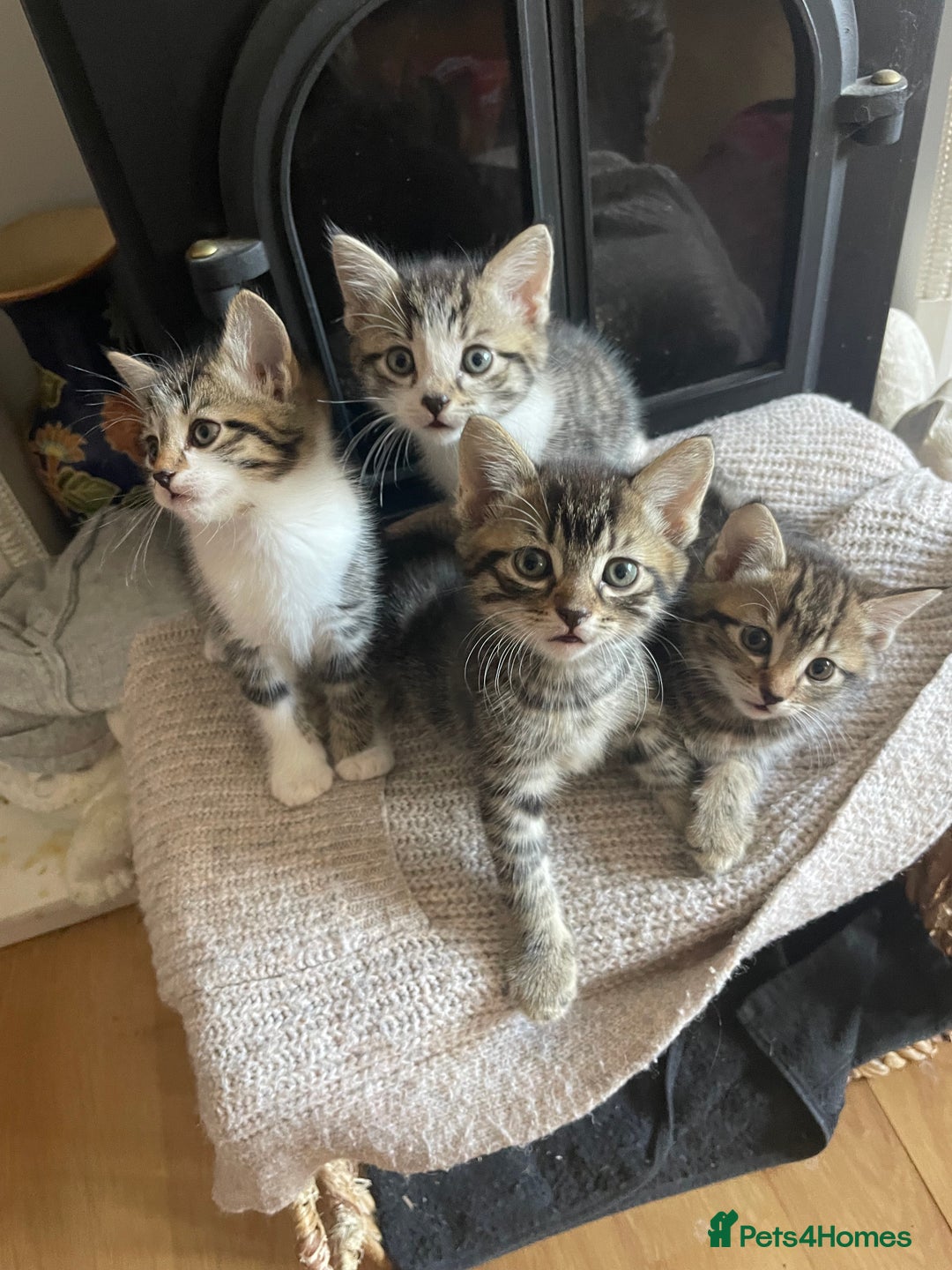 Mixed Breed cats for sale: 3 male 1 female ready now  - Image 1