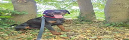 Dobermann dogs for sale: Shadow 2year old in Birmingham - Advert 6