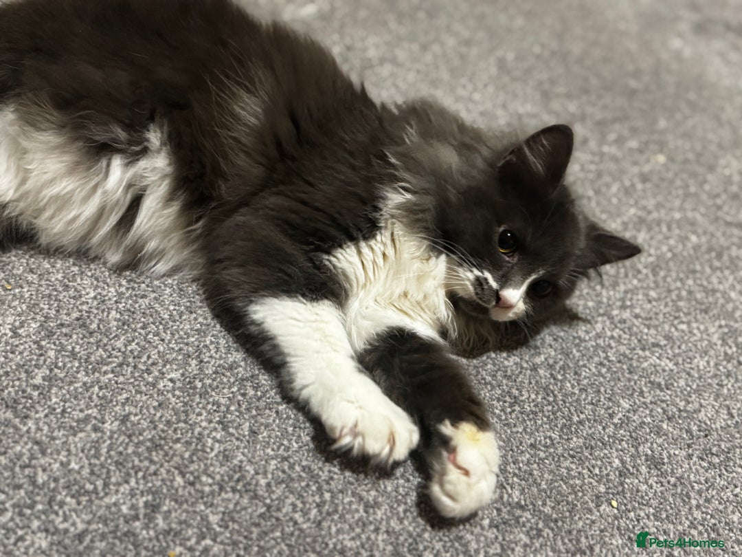 Mixed Breed cats for sale: 2 male kittens - Advert 5