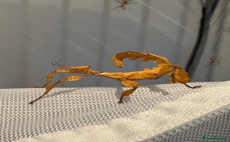 Stick Insects invertebrates - Advert 1