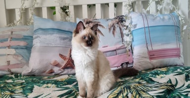 Ragdoll cats - Advert 12