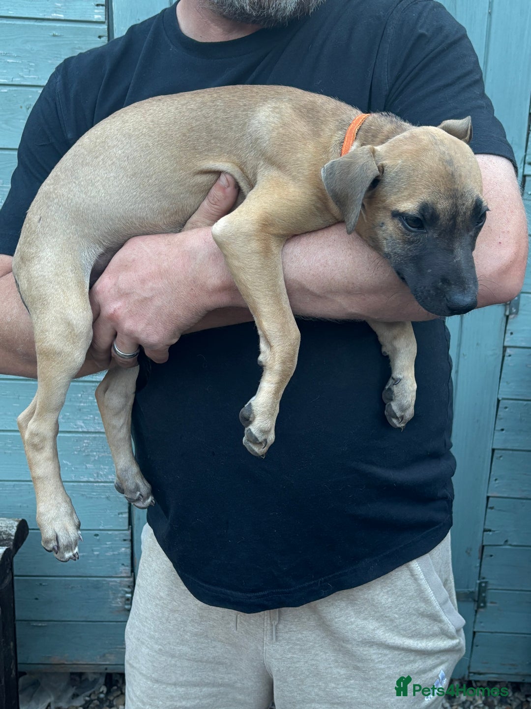 Lurcher dogs for sale: Lurcher Puppies  - Image 4