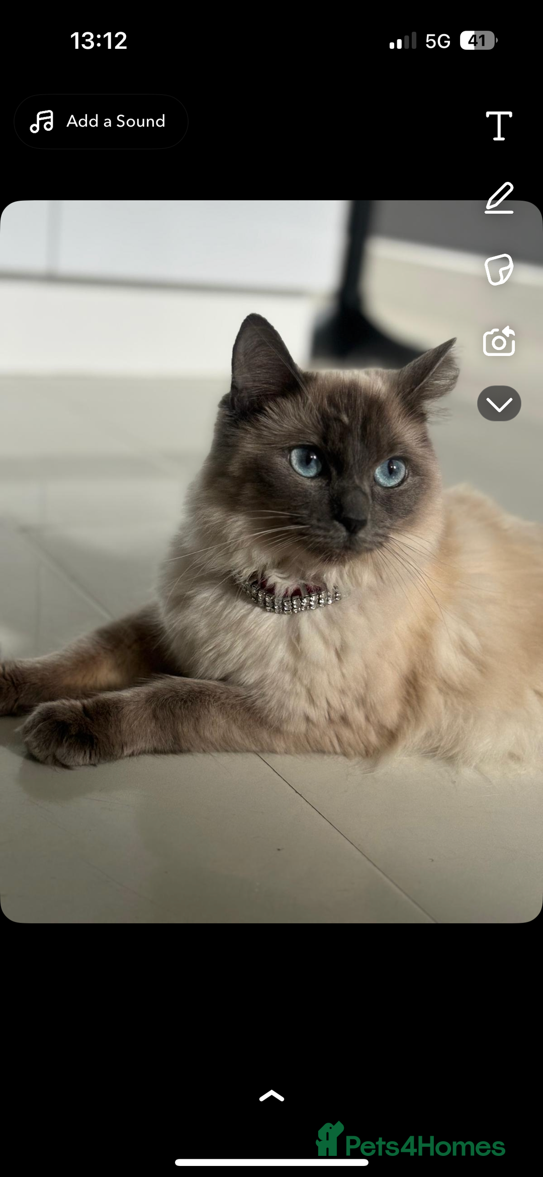 Ragdoll cats for sale: Ragdoll kittens - Image 8