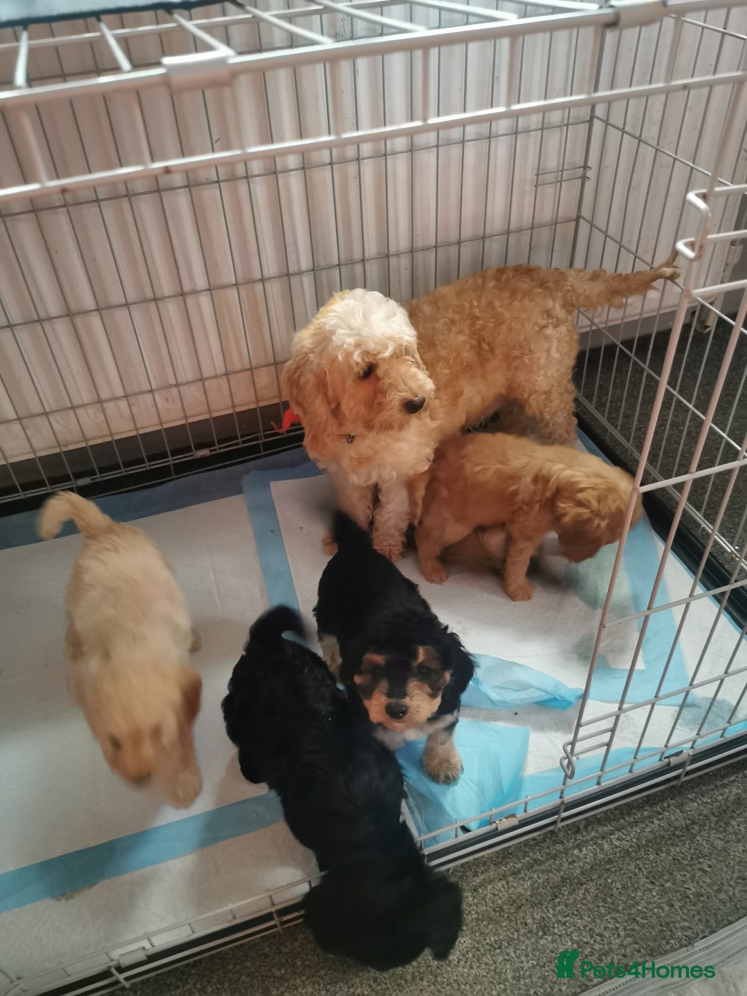 Cockapoo dogs for sale: Amazing cockapoo  - Advert 11