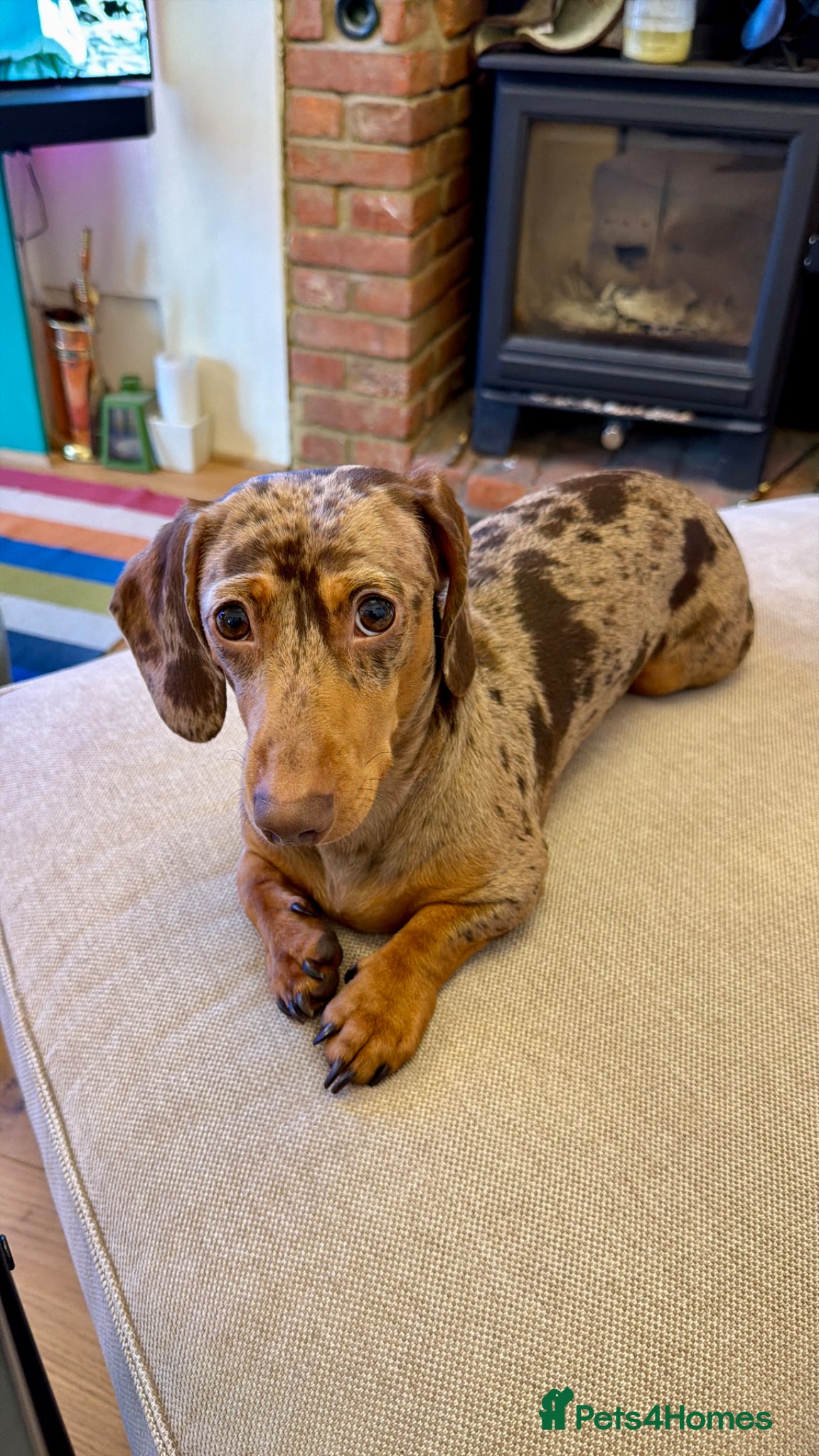Miniature Dachshund dogs Looking for the Perfect Stud? Meet Ralphie - Advert 1