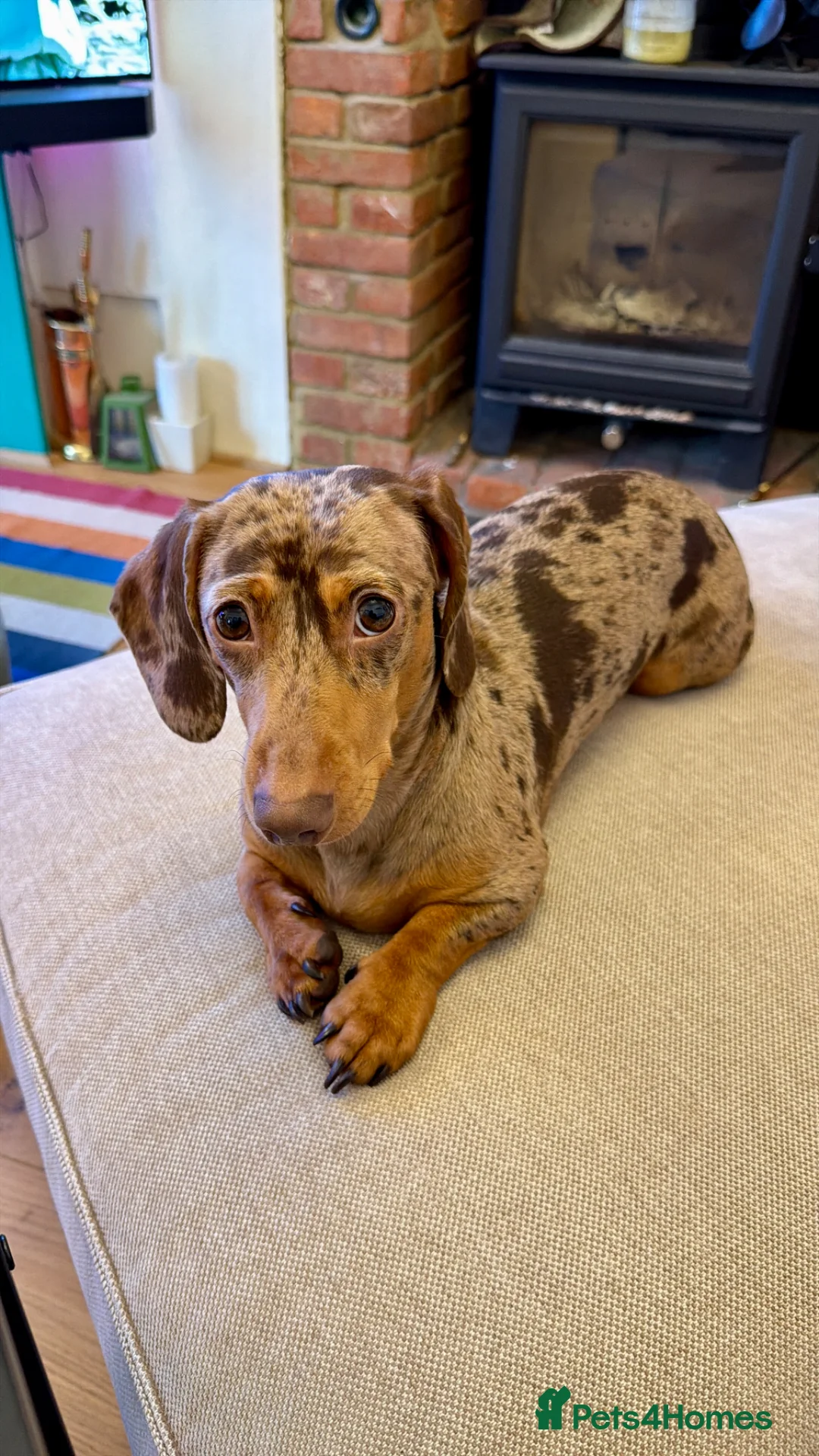 Miniature Dachshund dogs for stud: Looking for the Perfect Stud? Meet Ralphie in Harlow - Advert 1