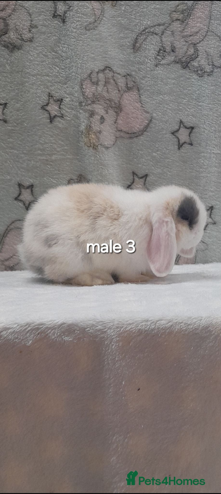 Mini Lop rabbits Beautiful purebred mini lops  - Advert 1