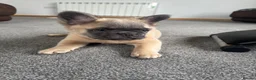 French Bulldog dogs for sale: 🐾💕 TWO GORGEOUS FLUFFY FRENCH BULLDOGS 💕🐾 - Advert 9