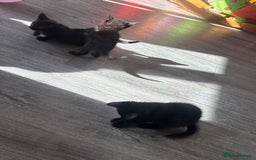 Mixed Breed cats for sale: Last 2 beautiful black marked kittens READY NOW - Image 6