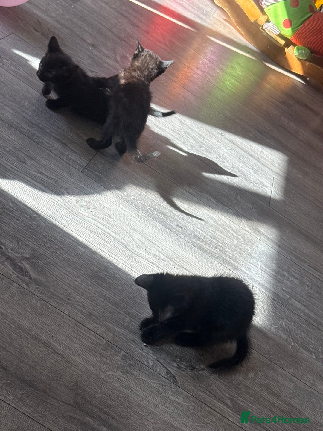 Mixed Breed cats for sale: Last 2 beautiful black marked kittens READY NOW - Image 6