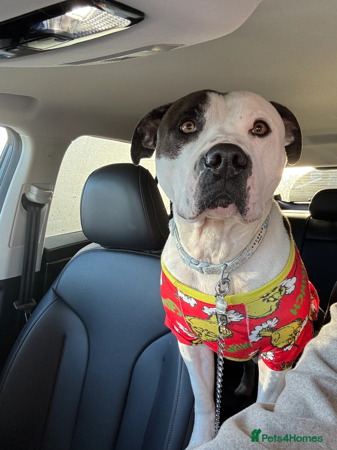 Mixed Breed dogs for sale: Spaniel x staffy puppies  - Advert 9