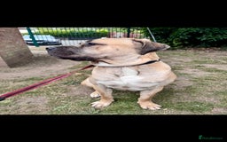 Cane Corso dogs for sale: Cane Corso Male – Born 3rd October 2024 - Image 4