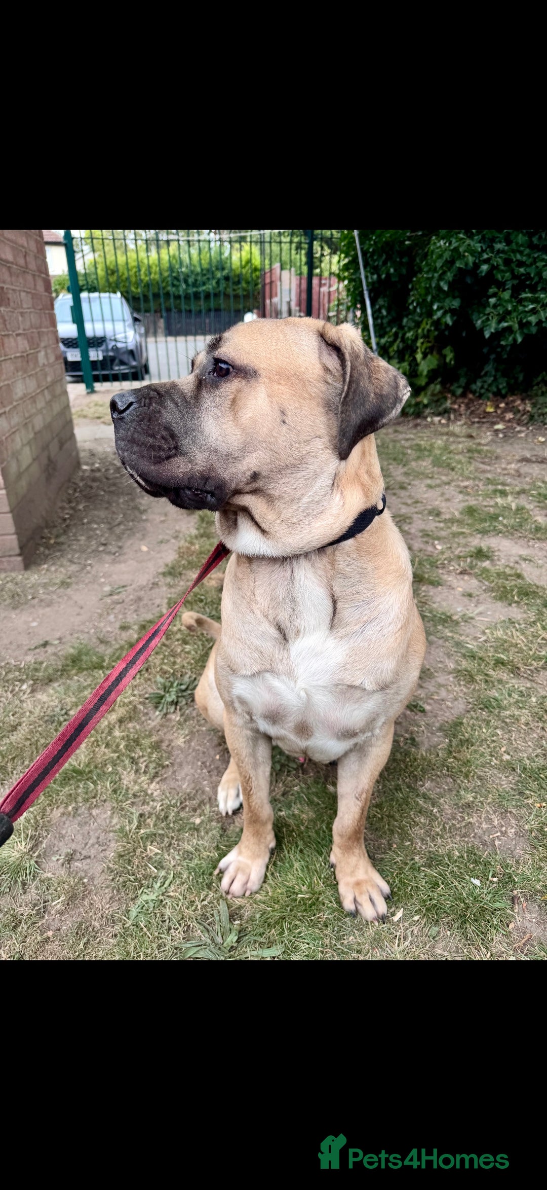 Cane Corso dogs for sale: Cane Corso Male – Born 3rd October 2024 - Image 4