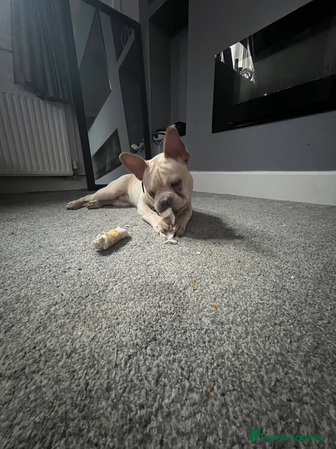 Mixed Breed dogs for sale: Meet Milo  in Liverpool - Advert 2