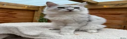 Maine Coon cats for sale: BLUE SILVER SHADED TICA REGISTERED  - Advert 3