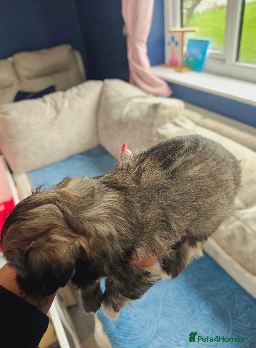 Lhasa Apso dogs for sale: Beauitiful Pure Breed Lhasa Apso - Image 16