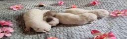 British Shorthair cats for sale: 💖GOLDEN & SILVER BSH & BLH KITTENS💖 - Advert 11