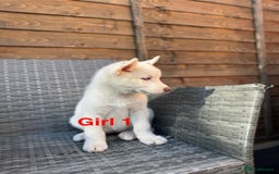 Siberian Husky dogs for sale: Siberian Husky  - Image 4