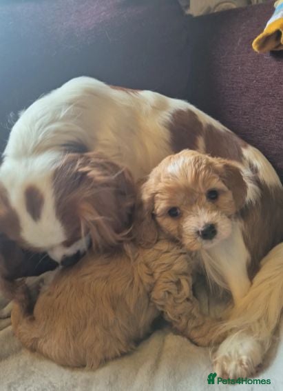 Cavapoo dogs Beautiful Cavapoo Puppies - Advert 5