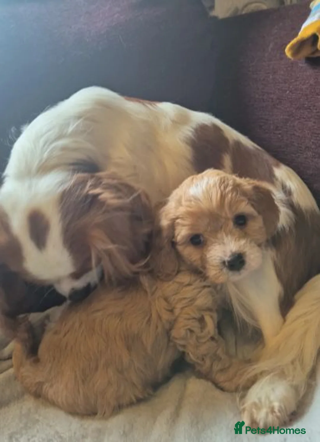 Cavapoo dogs for sale: Beautiful Cavapoo Puppies in Sunderland - Advert 1